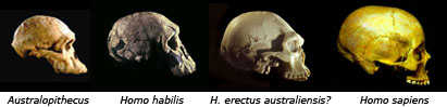 skulls x4
