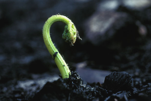 A fern regenerates after fire