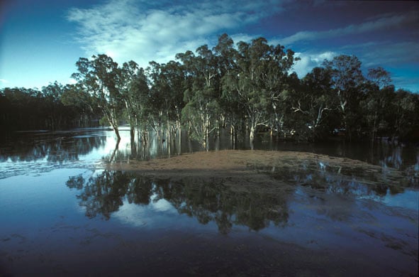 Flooded Redgum forest Eucalyptus camaldulensis at Barmah, NSW)ctober, 1993